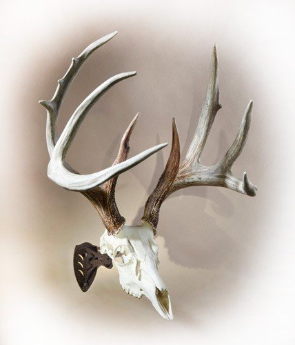 lhassyblk_mounted.jpg SKULL HOOKER LITTLE HOOKER - GRAPHITE BLACK - Image 2